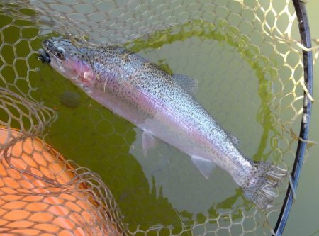 大安トラウトレイク 釣果